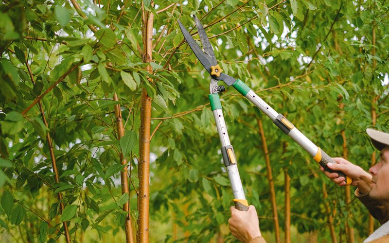 Tree trimming in Bayamon, PR